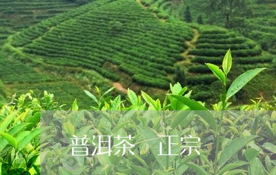 普洱茶 正宗/2023042866119